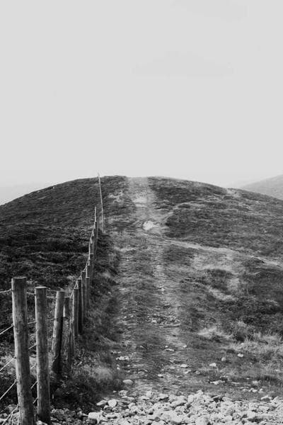 와일드 터키 101